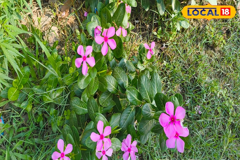 शुगर-बीपी कंट्रोल का देसी इलाज, ये छोटा सा फूल कर रहा कमाल, जानिए