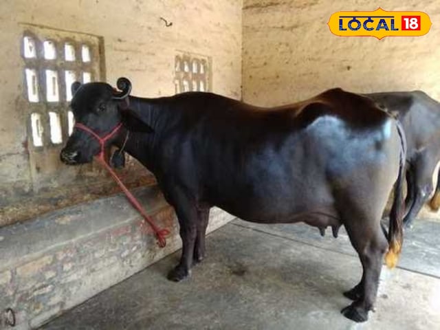 बफ़ेलो की यह नस्ल दूध उत्पादन की रानी है, पता है कि करोड़पति किसानों को करोड़पति बना रहे हैं बफ़ेलो की यह नस्ल दूध उत्पादन की रानी है, पता है कि करोड़पति किसानों को करोड़पति बना रहे हैं