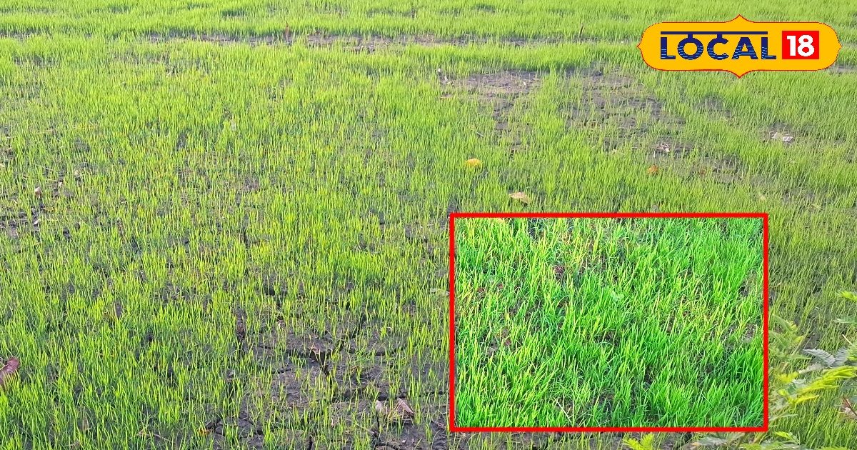 धान की नर्सरी लगाने से पहले रखें इन बातों का ध्यान… लागत होगी आधी, उत्पादन बढ़ेगा 4 गुना