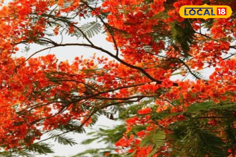 Gulmohar Gulmohar