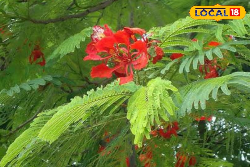 Gulmohar Gulmohar