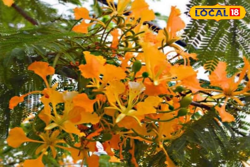 Gulmohar Gulmohar