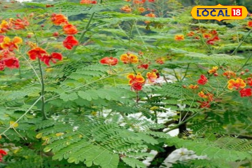 Gulmohar Gulmohar