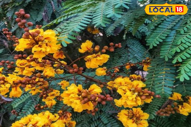 Gulmohar Gulmohar