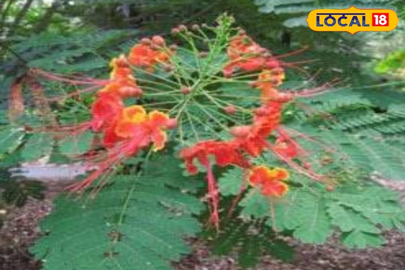 Gulmohar Gulmohar