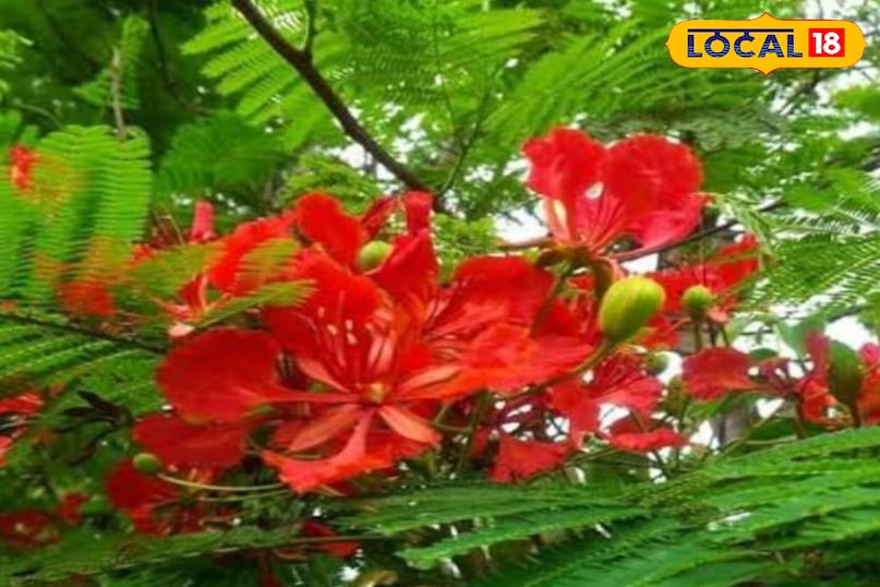 Gulmohar Gulmohar