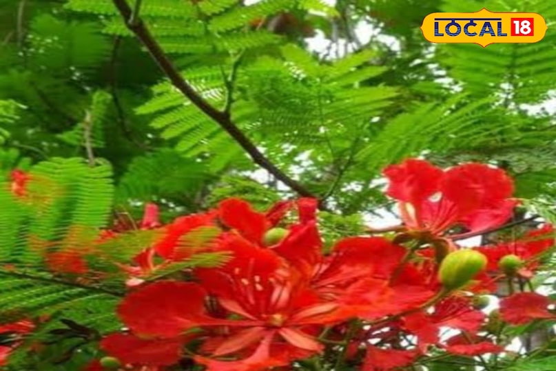 Gulmohar Gulmohar
