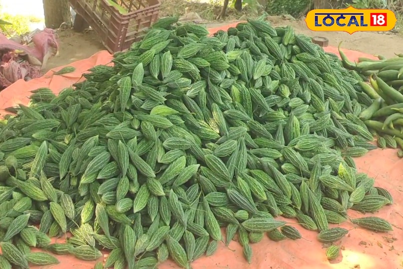 कम लागत, लाखों का मुनाफा! करेले की खेती ने किसान की बदली किस्मत! जानिए तरीका कम लागत, लाखों का मुनाफा! करेले की खेती ने किसान की बदली किस्मत! जानिए तरीका