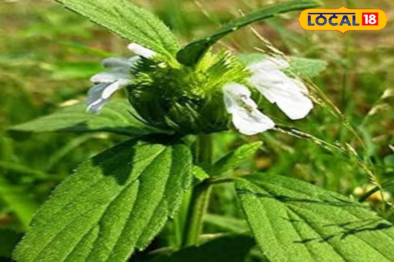 Dronapushpi Dronapushpi