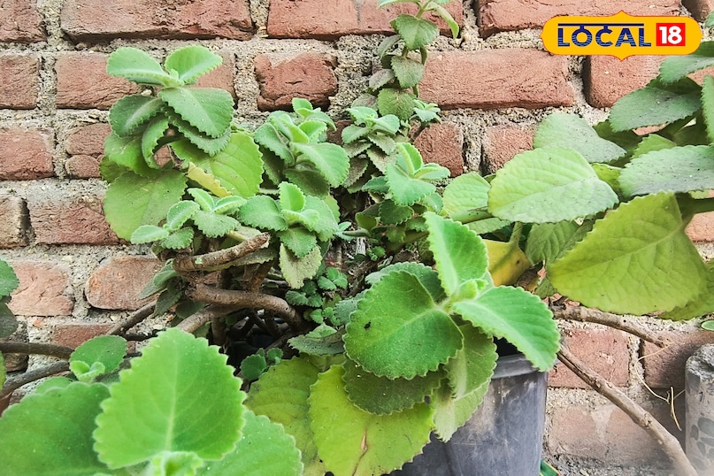 दिन का विश्वास दिन का विश्वास