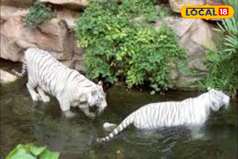 सफेद रंग और नीली आंखे लोगों जीत लेती हैं दिल. सफेद रंग और नीली आंखे लोगों जीत लेती हैं दिल.