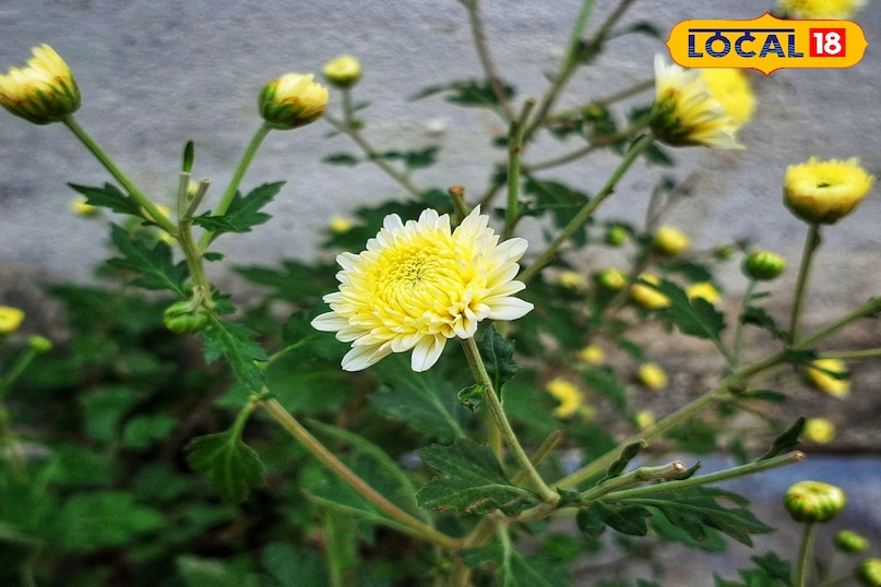 gulmehandi flower gulmehandi flower
