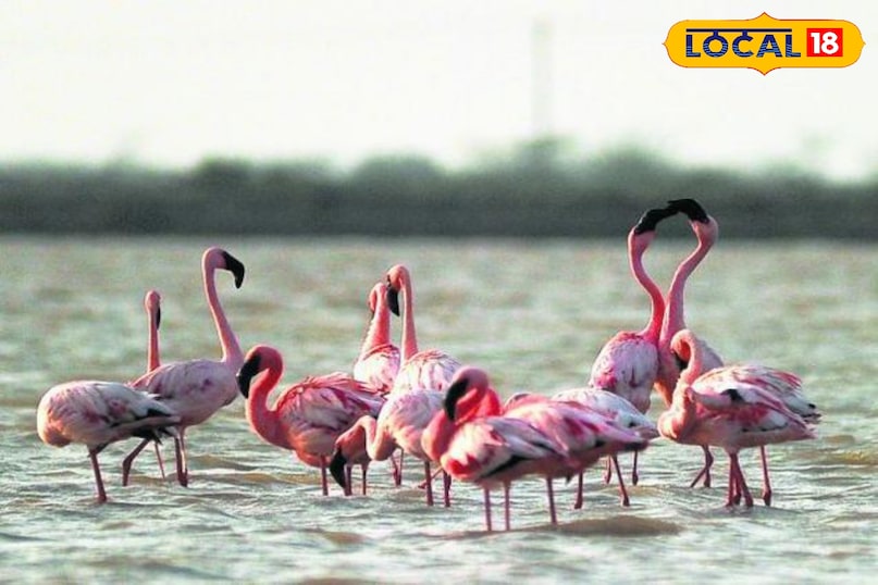 Sambhar lake