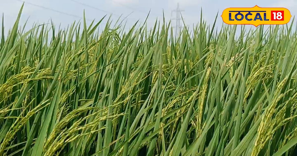 Weed Control: धान की फसल में खरपतवार से छुटकारा चाहिए? बस ये 500ml दवा डालिए, असर देखकर हैरान रह जाएंगे!
