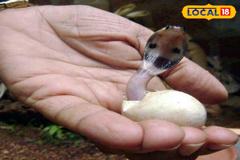 इससे मानव मृत्यु हो सकती है इससे मानव मृत्यु हो सकती है