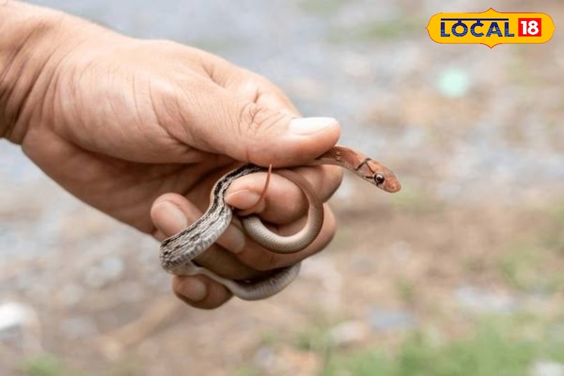 जन्म के बाद से, यह नुकीले दांतों और जहर से सुसज्जित है