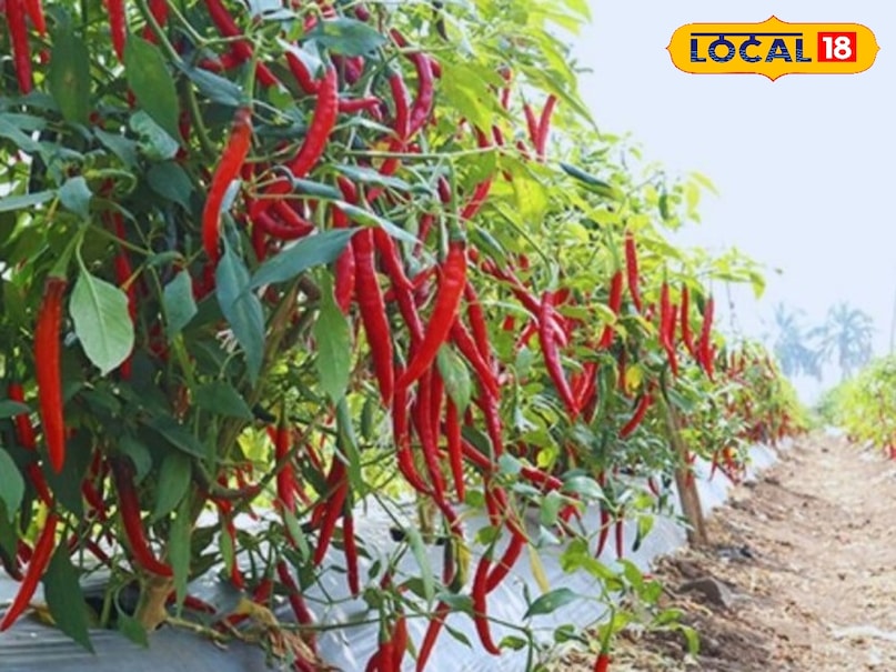 chilli crops, threat of pests on chilli crops, chilli crops pests, chilli pests, tips and trciks, farming tips, chilli farming, Root rot in chilli , chilli farming tips , chilli prevention tips from root rot, जड़ सड़न रोग के उपाय , मिर्च जड़ सड़न रोग टिप्स , एग्रीकल्चर न्यूज chilli crops, threat of pests on chilli crops, chilli crops pests, chilli pests, tips and trciks, farming tips, chilli farming, Root rot in chilli , chilli farming tips , chilli prevention tips from root rot, जड़ सड़न रोग के उपाय , मिर्च जड़ सड़न रोग टिप्स , एग्रीकल्चर न्यूज