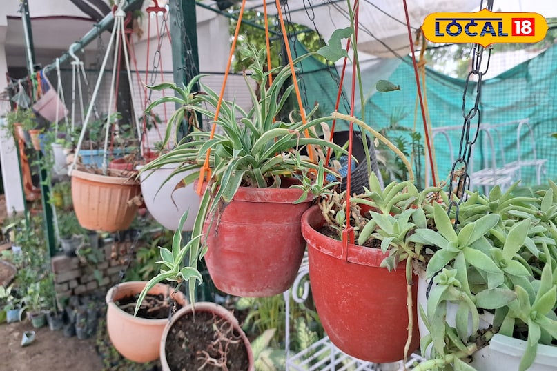 plant for flower plant for flower