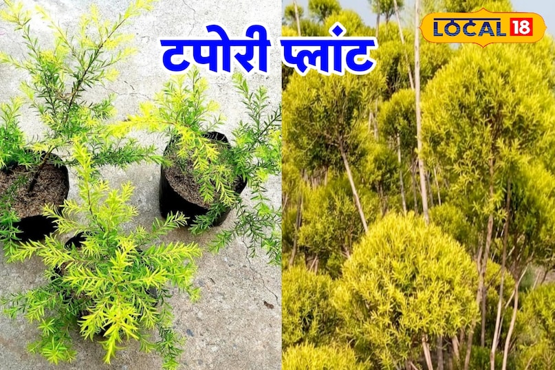 taopri khushbu taopri khushbu