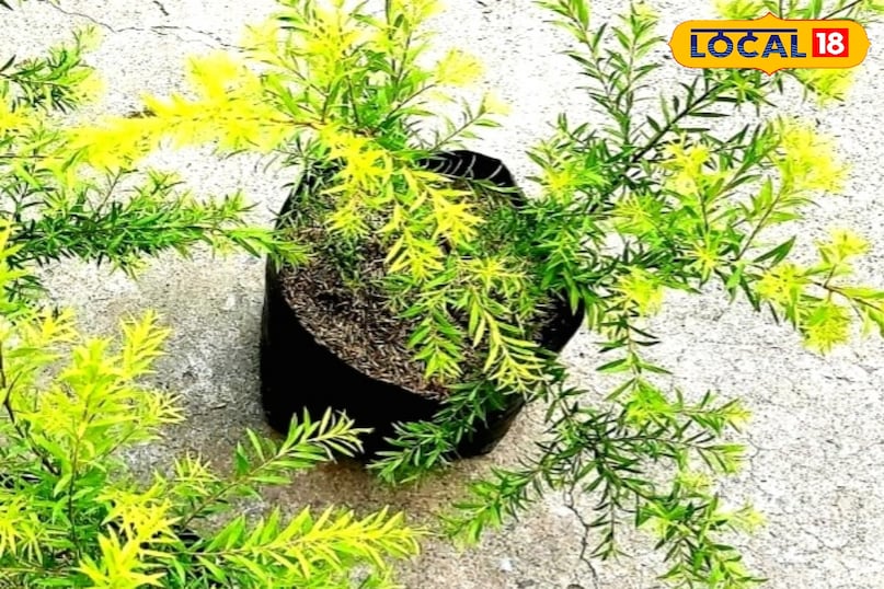 tapori tapori