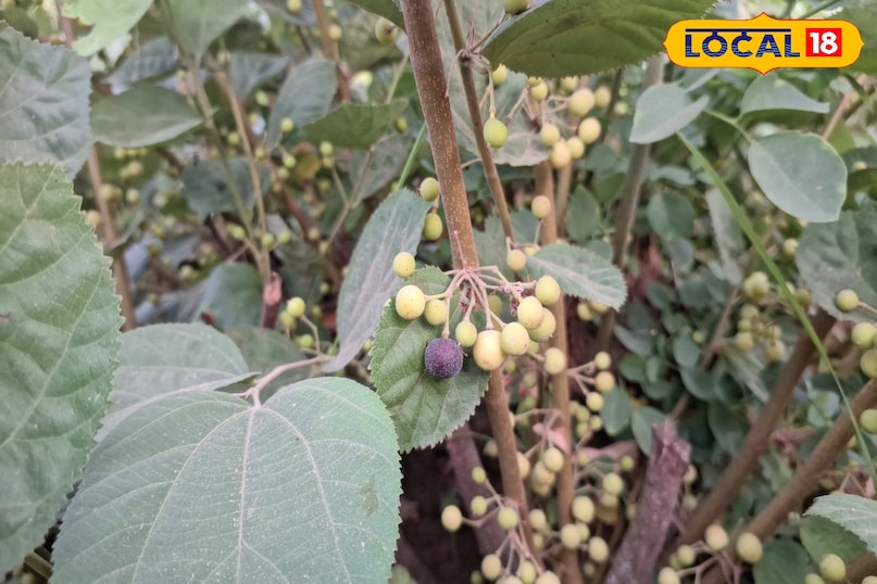 Falsa farming area Falsa farming area