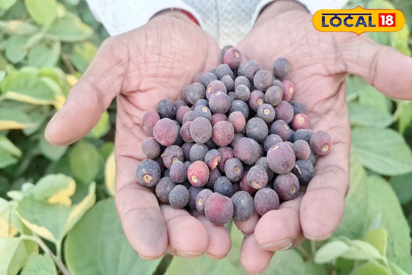 Phalsa leaves Phalsa leaves