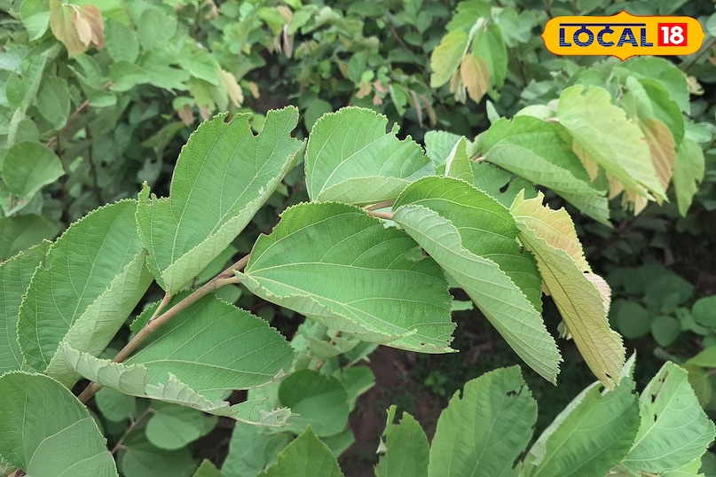 phalsa poudha phalsa poudha