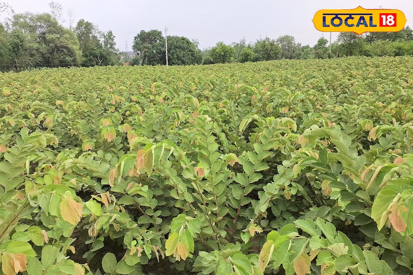 Leaf phalsa