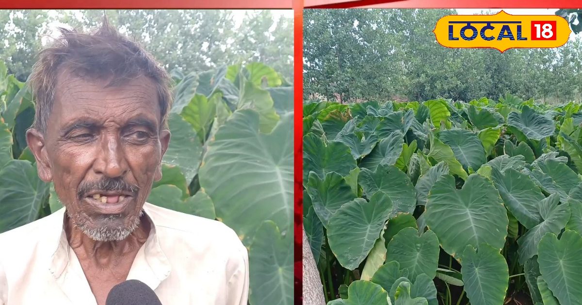 अरबी की खेती में छुपा है कमाई का फॉर्मूला, जड़ और पत्तों दोनों से होती है आमदनी..जानें क्या है खेती का सही तरीका