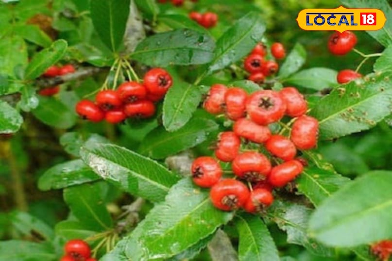 Ghingaru Fruit 