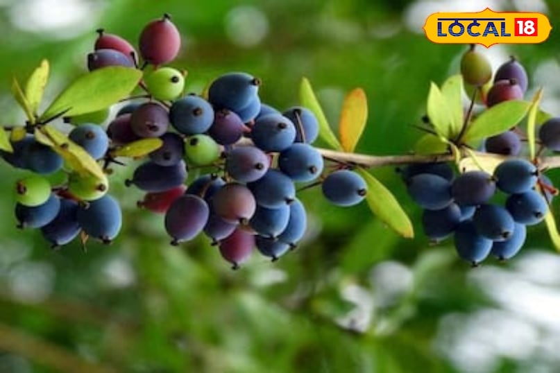 Kilmoda Fruit 