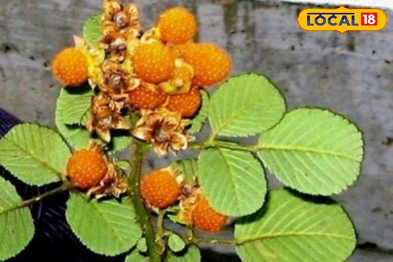 Hisalu Fruit Hisalu Fruit