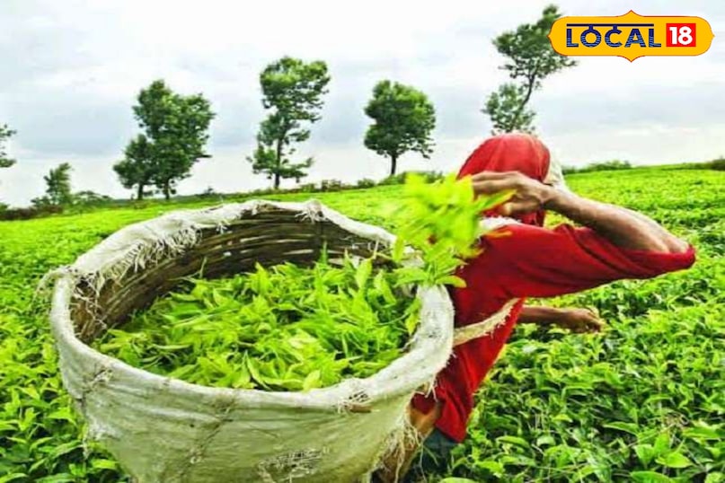 The Valleys of Kausani will mesmerize you 