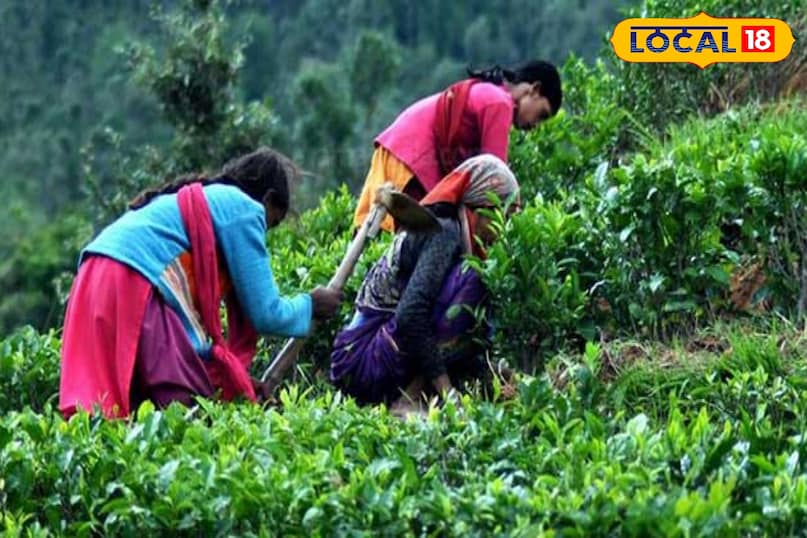 Kausani's Tea Garden is Spread Over 900 Acres Kausani's Tea Garden is Spread Over 900 Acres