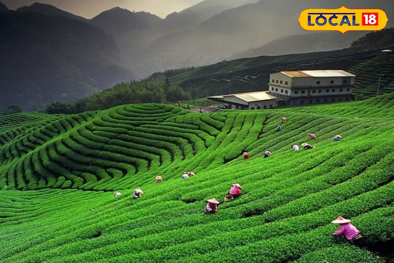 Beautiful View of Kausani Tea Garden Beautiful View of Kausani Tea Garden