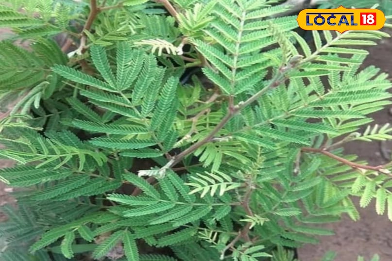 Shami plant