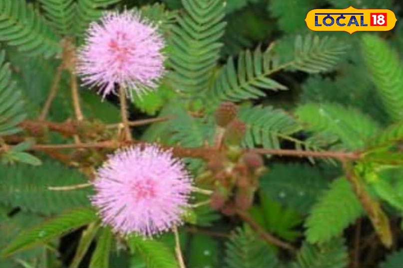 Shami plant