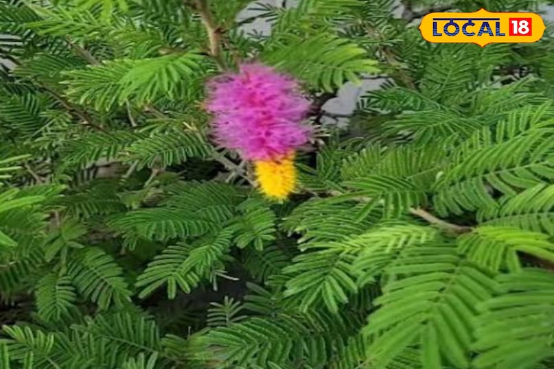 Shami plant