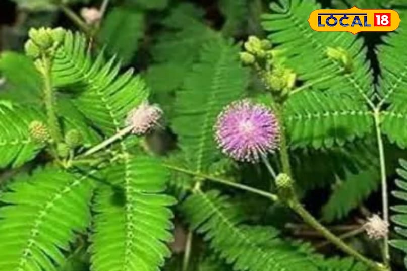 Shami plant