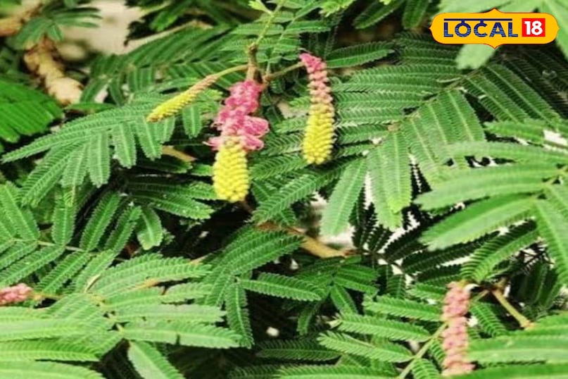 Shami plant