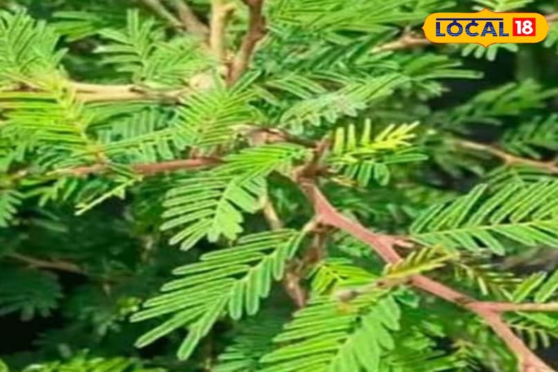 Shami plant