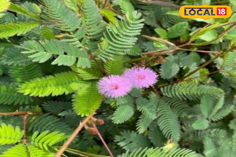 Shami plant