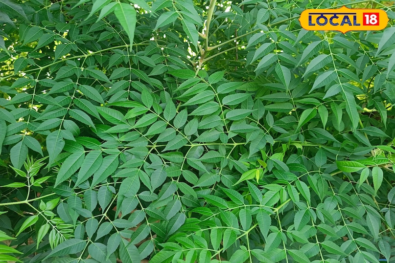 तुलसी का पौधा घर में लगाने से के फायदे, सर्पगंधा का पौधा घर में लगाने के फायदे, नीम का पौधा घर में लगाने के फायदे, घर में लेमनग्रास लगाने के फायदे, घर में लैवेंडर का पौधा लगाने के फायदे, सांपों को घर से दूर रखने के लिए कौन से पौधे लगाएं, लोकल 18, Benefits of planting Tulsi plant at home, Benefits of planting Sarpagandha plant at home, Benefits of planting Neem plant at home, Benefits of planting Lemongrass at home, Benefits of planting Lavender plant at home, Which plants to plant to keep snakes away from home, Local 18 तुलसी का पौधा घर में लगाने से के फायदे, सर्पगंधा का पौधा घर में लगाने के फायदे, नीम का पौधा घर में लगाने के फायदे, घर में लेमनग्रास लगाने के फायदे, घर में लैवेंडर का पौधा लगाने के फायदे, सांपों को घर से दूर रखने के लिए कौन से पौधे लगाएं, लोकल 18, Benefits of planting Tulsi plant at home, Benefits of planting Sarpagandha plant at home, Benefits of planting Neem plant at home, Benefits of planting Lemongrass at home, Benefits of planting Lavender plant at home, Which plants to plant to keep snakes away from home, Local 18