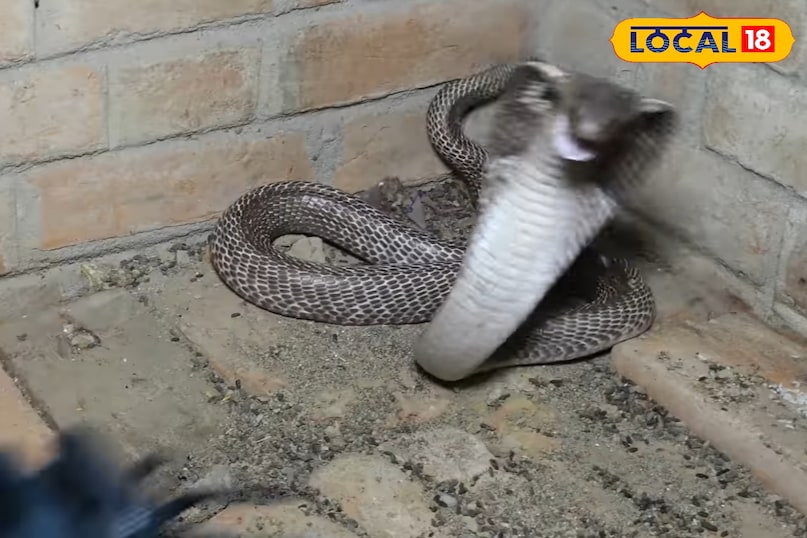 तुलसी का पौधा घर में लगाने से के फायदे, सर्पगंधा का पौधा घर में लगाने के फायदे, नीम का पौधा घर में लगाने के फायदे, घर में लेमनग्रास लगाने के फायदे, घर में लैवेंडर का पौधा लगाने के फायदे, सांपों को घर से दूर रखने के लिए कौन से पौधे लगाएं, लोकल 18, Benefits of planting Tulsi plant at home, Benefits of planting Sarpagandha plant at home, Benefits of planting Neem plant at home, Benefits of planting Lemongrass at home, Benefits of planting Lavender plant at home, Which plants to plant to keep snakes away from home, Local 18 तुलसी का पौधा घर में लगाने से के फायदे, सर्पगंधा का पौधा घर में लगाने के फायदे, नीम का पौधा घर में लगाने के फायदे, घर में लेमनग्रास लगाने के फायदे, घर में लैवेंडर का पौधा लगाने के फायदे, सांपों को घर से दूर रखने के लिए कौन से पौधे लगाएं, लोकल 18, Benefits of planting Tulsi plant at home, Benefits of planting Sarpagandha plant at home, Benefits of planting Neem plant at home, Benefits of planting Lemongrass at home, Benefits of planting Lavender plant at home, Which plants to plant to keep snakes away from home, Local 18