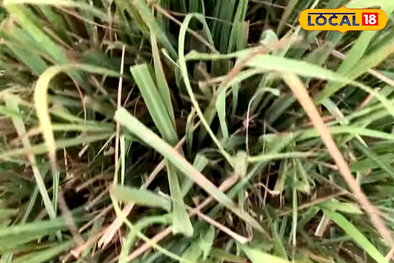 तुलसी का पौधा घर में लगाने से के फायदे, सर्पगंधा का पौधा घर में लगाने के फायदे, नीम का पौधा घर में लगाने के फायदे, घर में लेमनग्रास लगाने के फायदे, घर में लैवेंडर का पौधा लगाने के फायदे, सांपों को घर से दूर रखने के लिए कौन से पौधे लगाएं, लोकल 18, Benefits of planting Tulsi plant at home, Benefits of planting Sarpagandha plant at home, Benefits of planting Neem plant at home, Benefits of planting Lemongrass at home, Benefits of planting Lavender plant at home, Which plants to plant to keep snakes away from home, Local 18 तुलसी का पौधा घर में लगाने से के फायदे, सर्पगंधा का पौधा घर में लगाने के फायदे, नीम का पौधा घर में लगाने के फायदे, घर में लेमनग्रास लगाने के फायदे, घर में लैवेंडर का पौधा लगाने के फायदे, सांपों को घर से दूर रखने के लिए कौन से पौधे लगाएं, लोकल 18, Benefits of planting Tulsi plant at home, Benefits of planting Sarpagandha plant at home, Benefits of planting Neem plant at home, Benefits of planting Lemongrass at home, Benefits of planting Lavender plant at home, Which plants to plant to keep snakes away from home, Local 18