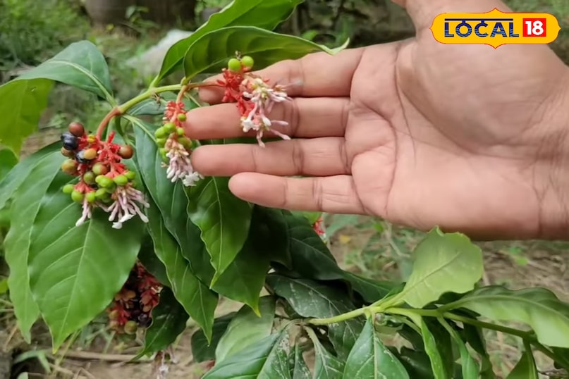 तुलसी का पौधा घर में लगाने से के फायदे, सर्पगंधा का पौधा घर में लगाने के फायदे, नीम का पौधा घर में लगाने के फायदे, घर में लेमनग्रास लगाने के फायदे, घर में लैवेंडर का पौधा लगाने के फायदे, सांपों को घर से दूर रखने के लिए कौन से पौधे लगाएं, लोकल 18, Benefits of planting Tulsi plant at home, Benefits of planting Sarpagandha plant at home, Benefits of planting Neem plant at home, Benefits of planting Lemongrass at home, Benefits of planting Lavender plant at home, Which plants to plant to keep snakes away from home, Local 18 तुलसी का पौधा घर में लगाने से के फायदे, सर्पगंधा का पौधा घर में लगाने के फायदे, नीम का पौधा घर में लगाने के फायदे, घर में लेमनग्रास लगाने के फायदे, घर में लैवेंडर का पौधा लगाने के फायदे, सांपों को घर से दूर रखने के लिए कौन से पौधे लगाएं, लोकल 18, Benefits of planting Tulsi plant at home, Benefits of planting Sarpagandha plant at home, Benefits of planting Neem plant at home, Benefits of planting Lemongrass at home, Benefits of planting Lavender plant at home, Which plants to plant to keep snakes away from home, Local 18