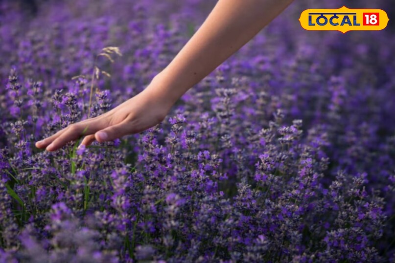 तुलसी का पौधा घर में लगाने से के फायदे, सर्पगंधा का पौधा घर में लगाने के फायदे, नीम का पौधा घर में लगाने के फायदे, घर में लेमनग्रास लगाने के फायदे, घर में लैवेंडर का पौधा लगाने के फायदे, सांपों को घर से दूर रखने के लिए कौन से पौधे लगाएं, लोकल 18, Benefits of planting Tulsi plant at home, Benefits of planting Sarpagandha plant at home, Benefits of planting Neem plant at home, Benefits of planting Lemongrass at home, Benefits of planting Lavender plant at home, Which plants to plant to keep snakes away from home, Local 18 तुलसी का पौधा घर में लगाने से के फायदे, सर्पगंधा का पौधा घर में लगाने के फायदे, नीम का पौधा घर में लगाने के फायदे, घर में लेमनग्रास लगाने के फायदे, घर में लैवेंडर का पौधा लगाने के फायदे, सांपों को घर से दूर रखने के लिए कौन से पौधे लगाएं, लोकल 18, Benefits of planting Tulsi plant at home, Benefits of planting Sarpagandha plant at home, Benefits of planting Neem plant at home, Benefits of planting Lemongrass at home, Benefits of planting Lavender plant at home, Which plants to plant to keep snakes away from home, Local 18