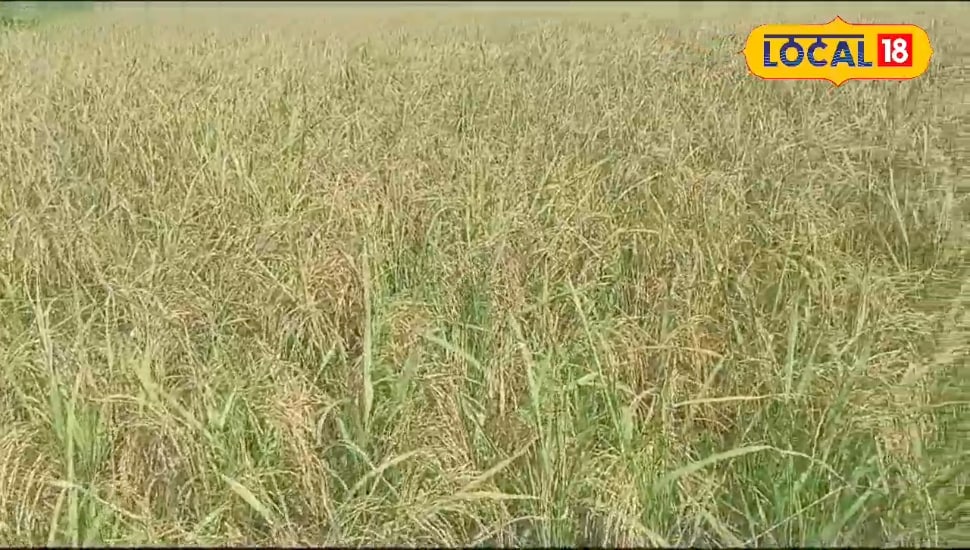 Grain Storage Tips: अनाज स्टोर करते वक्त बरती लापरवाही तो चूहे-कीड़े चट कर जाएंगे मेहनत का सारा फल, जानिए स्टोरेज का सही तरीका