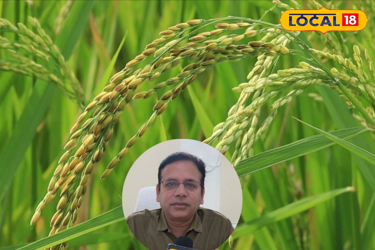 किसान भाई ध्यान दें, कम पानी में भी होगी बंपर पैदावार! नोट कर लें ये 5 वैरायटी