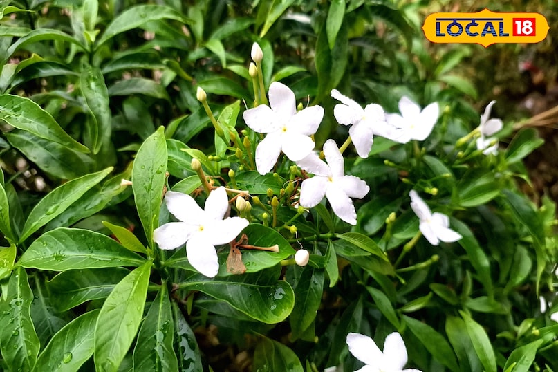 flower chandni flower chandni
